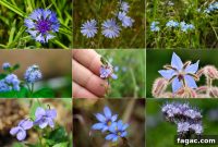 30+ Blue-Flowering Weeds: Identification Guide with Photos
