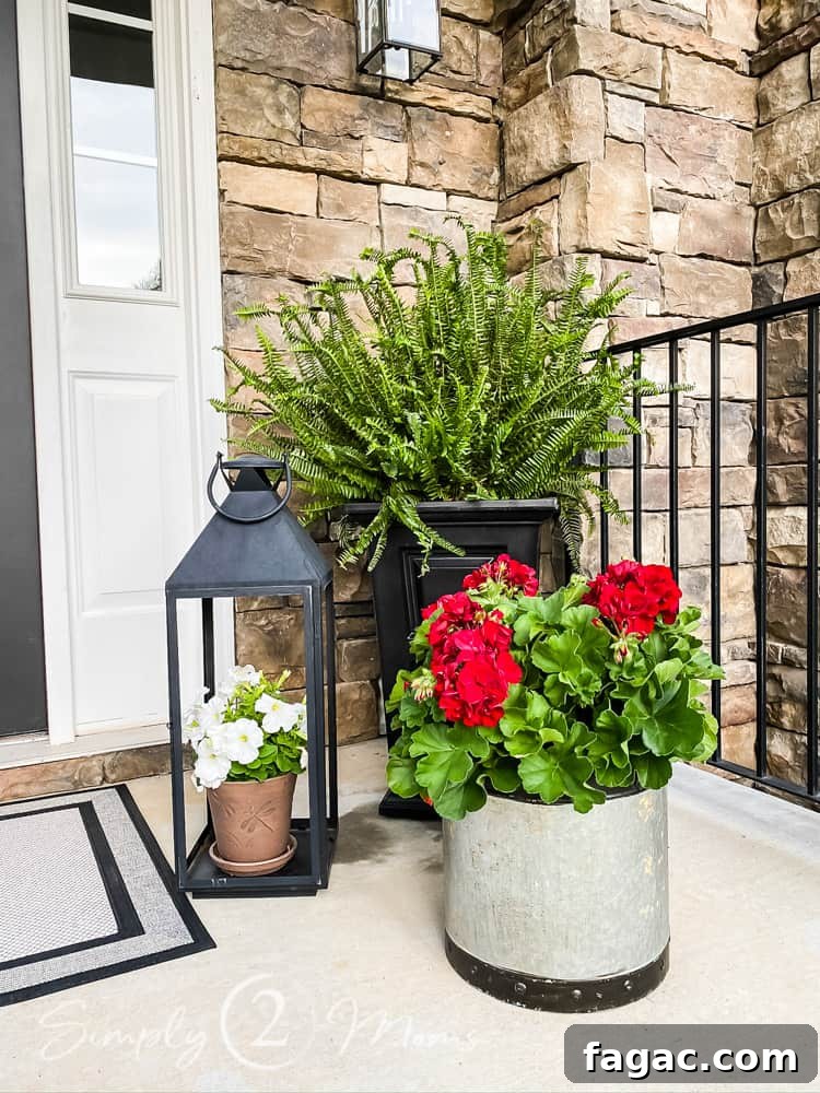 close up of summer flowers and plants with black outdoor lantern