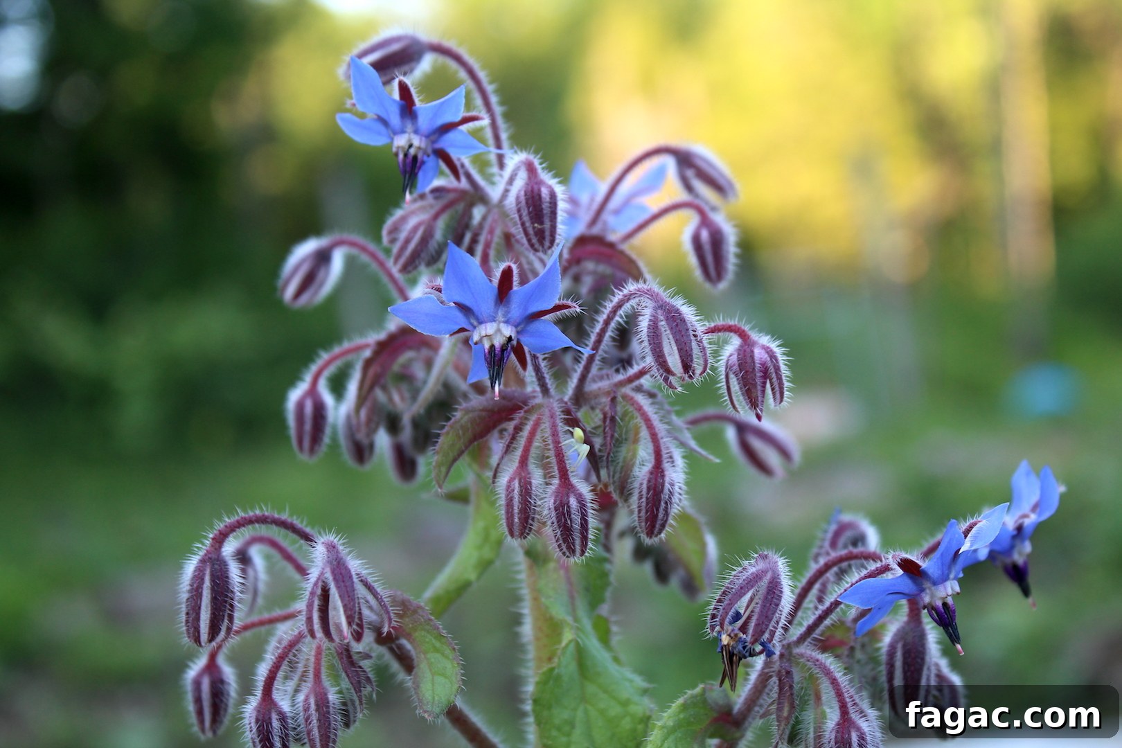30+ Blue-Flowering Weeds: Identification Guide with Photos 11 Borage Flower Cluster