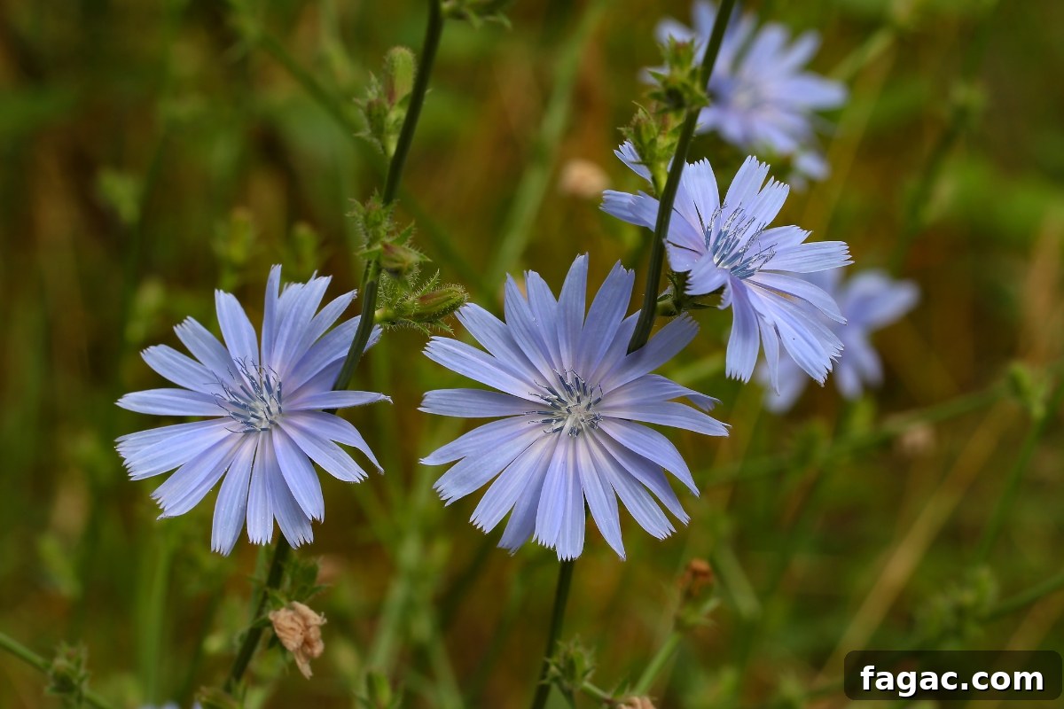 30+ Blue-Flowering Weeds: Identification Guide with Photos 12 Chicory
