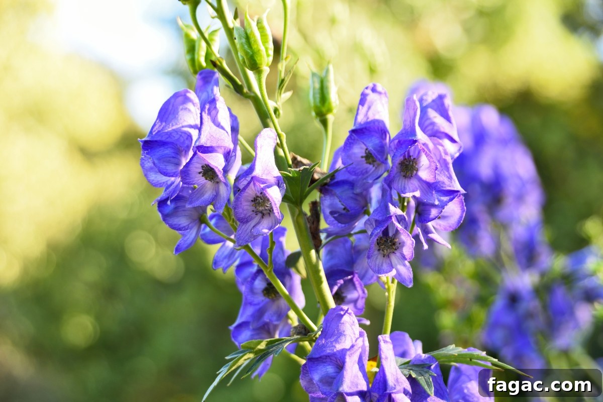 30+ Blue-Flowering Weeds: Identification Guide with Photos 13 Columbian Monkshood (Aconitum Columbianum)