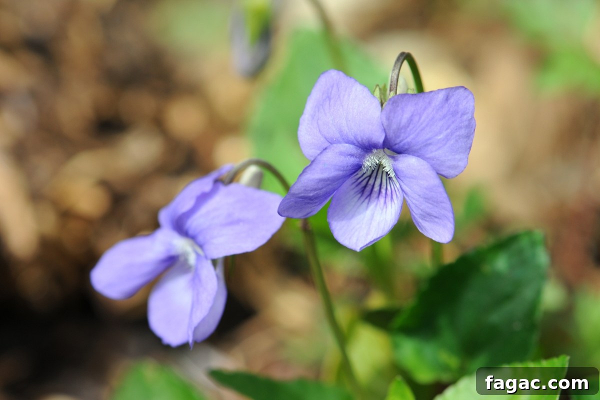30+ Blue-Flowering Weeds: Identification Guide with Photos 14 Common Blue Violet (Viola sp.)