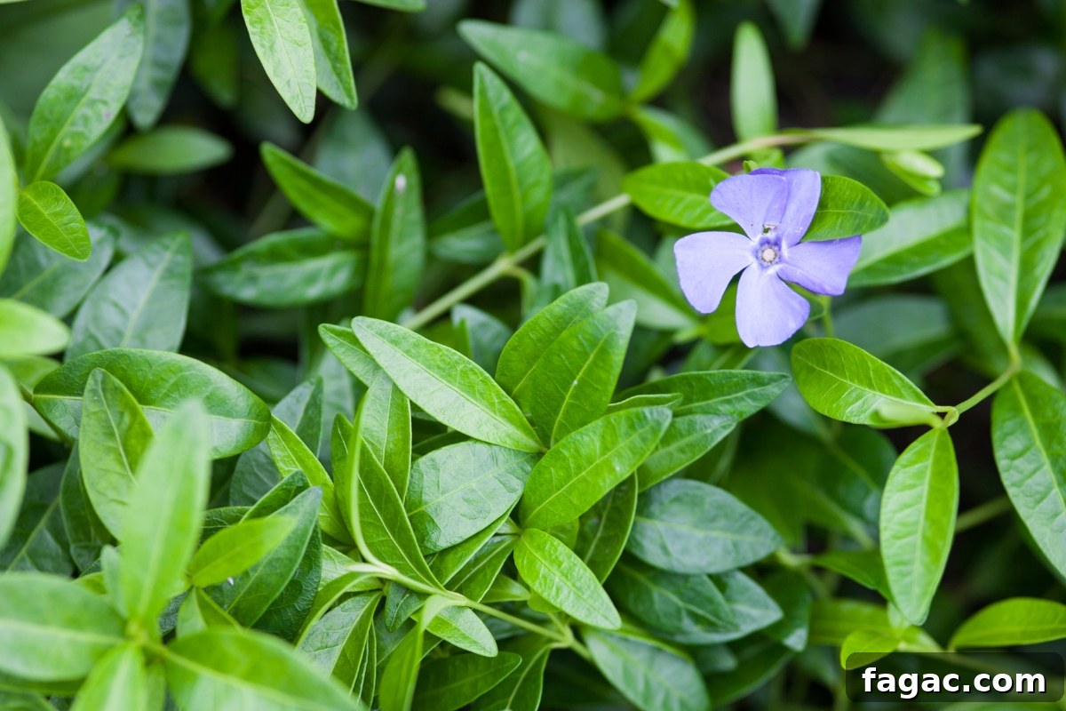 30+ Blue-Flowering Weeds: Identification Guide with Photos 15 Blue Periwinkle (Vinca sp.)