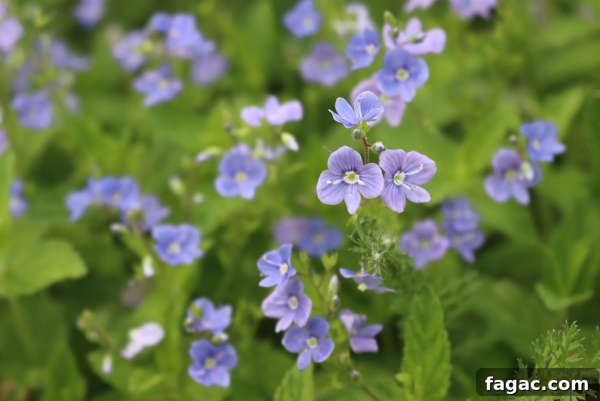 30+ Blue-Flowering Weeds: Identification Guide with Photos 16 Speedwell