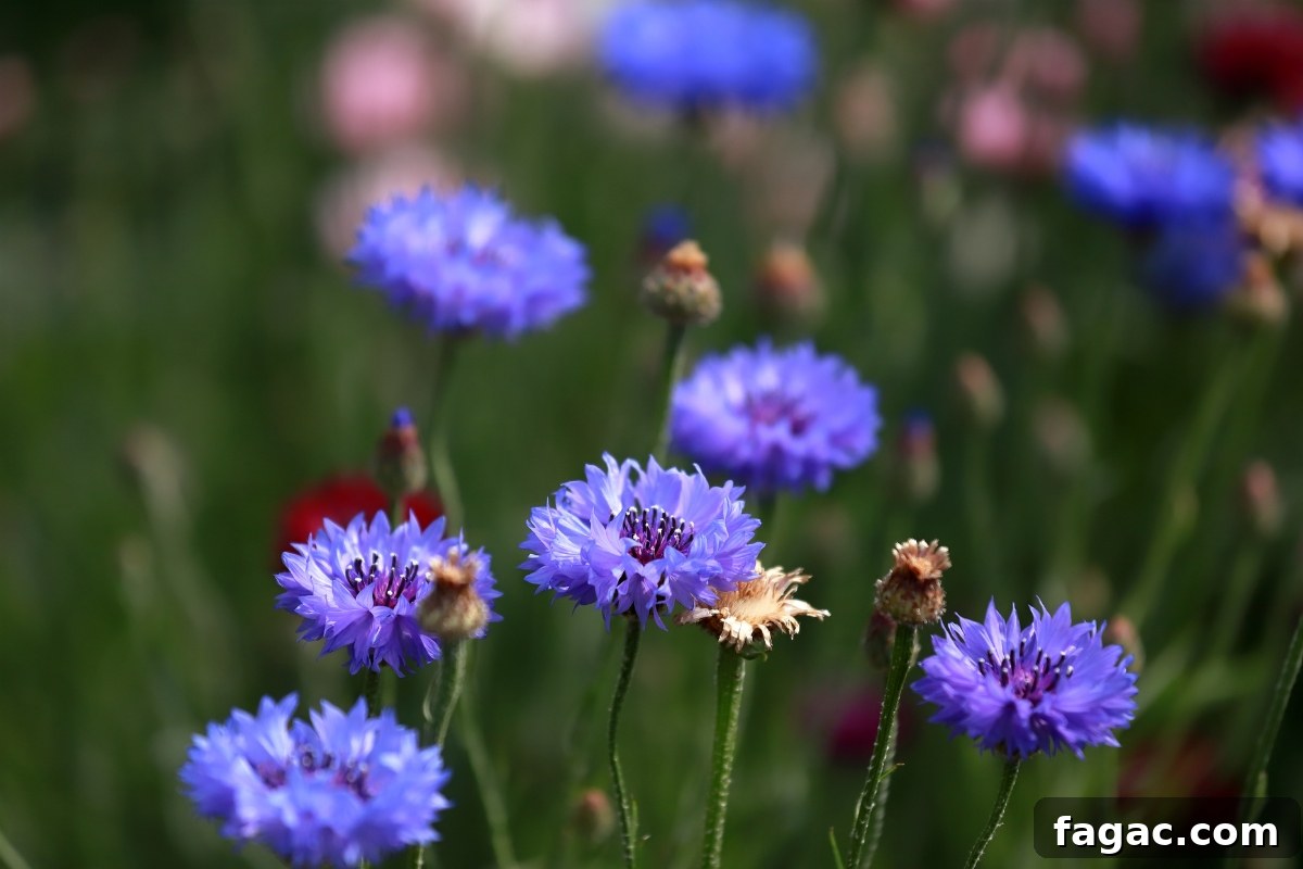 30+ Blue-Flowering Weeds: Identification Guide with Photos 17 Blue Cornflower (Centaurea cyanus)