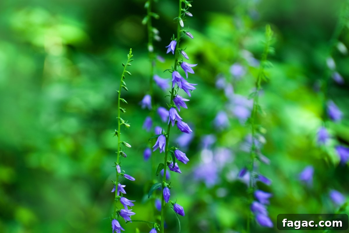 30+ Blue-Flowering Weeds: Identification Guide with Photos 18 Creeping Bellflower (Campanula rapunculoides)