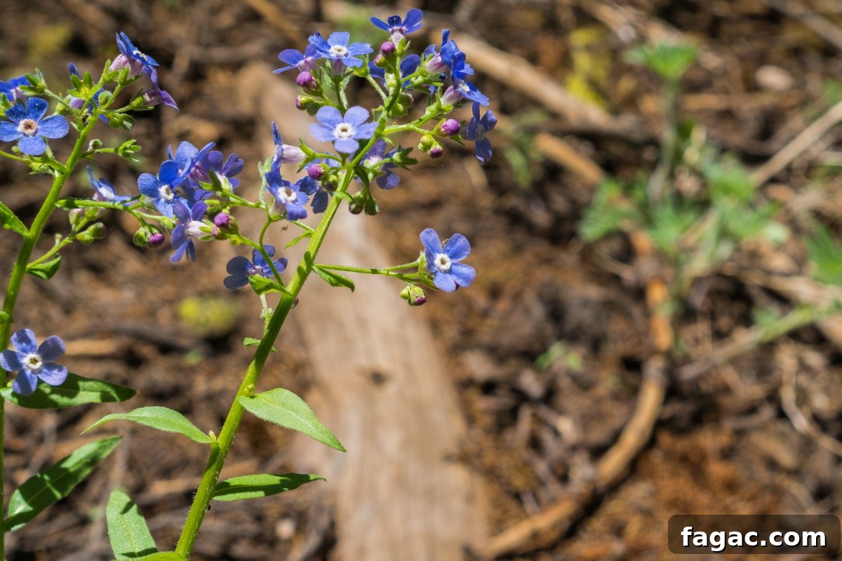 30+ Blue-Flowering Weeds: Identification Guide with Photos 19 False Forget Me Not (Hackelia floribunda)