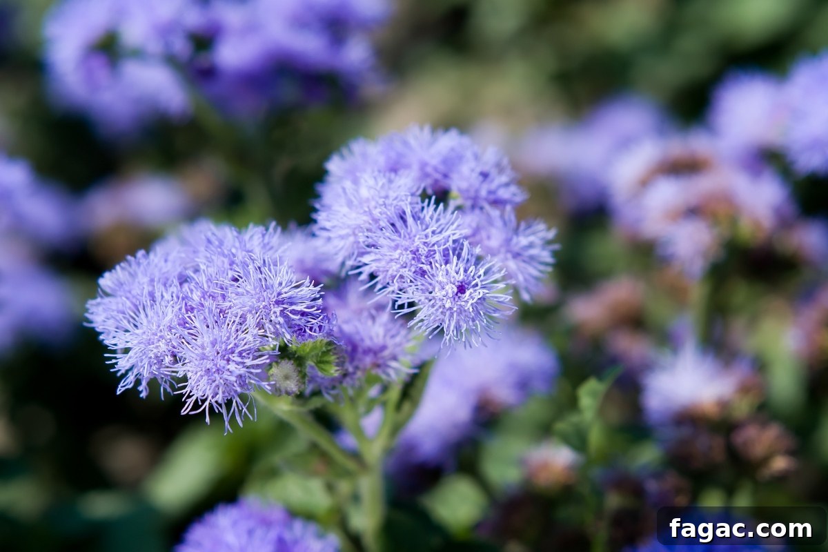 30+ Blue-Flowering Weeds: Identification Guide with Photos 20 Flossflower (Ageratum houstonianum)