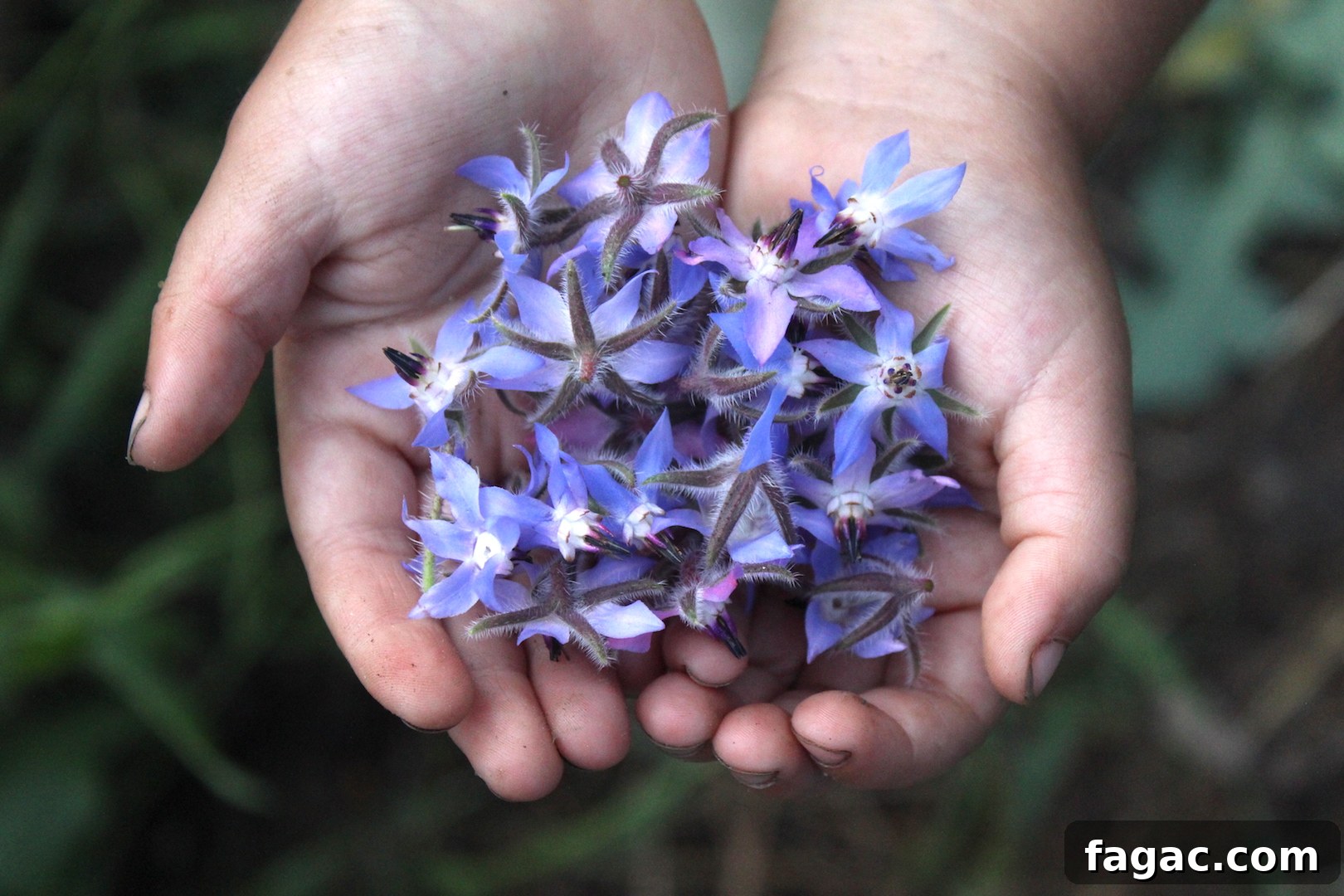 30+ Blue-Flowering Weeds: Identification Guide with Photos 3 Borage Flowers in Hand