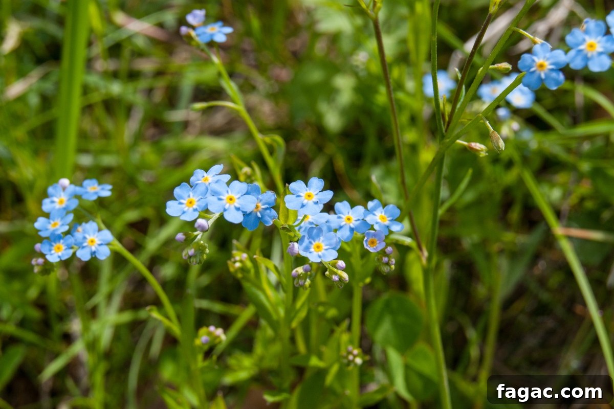 30+ Blue-Flowering Weeds: Identification Guide with Photos 21 Forget Me Nots (Myosotis scorpioides)