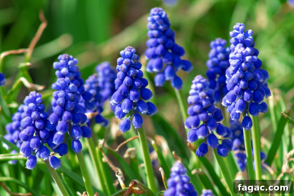 30+ Blue-Flowering Weeds: Identification Guide with Photos 22 Grape Hyacinth (Muscari armeniacum)