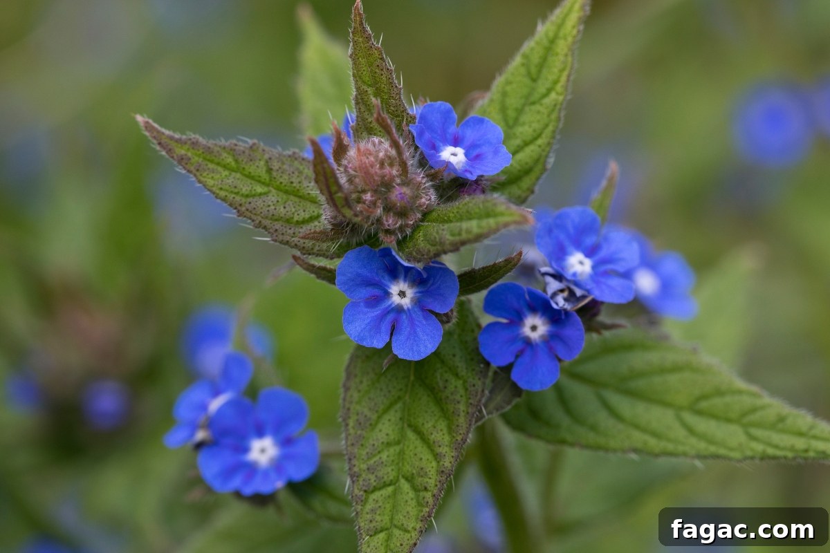 30+ Blue-Flowering Weeds: Identification Guide with Photos 23 Green Alkanet (Pentaglottis sempervirens)