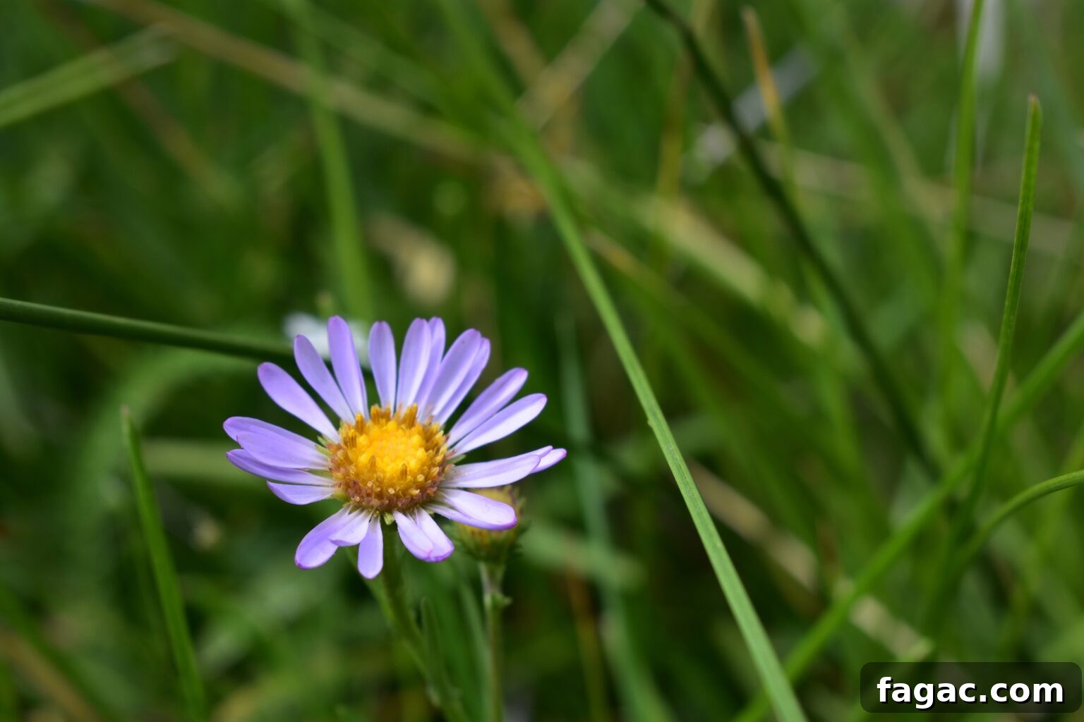 30+ Blue-Flowering Weeds: Identification Guide with Photos 24 Hoary Aster (Dieteria canescens)
