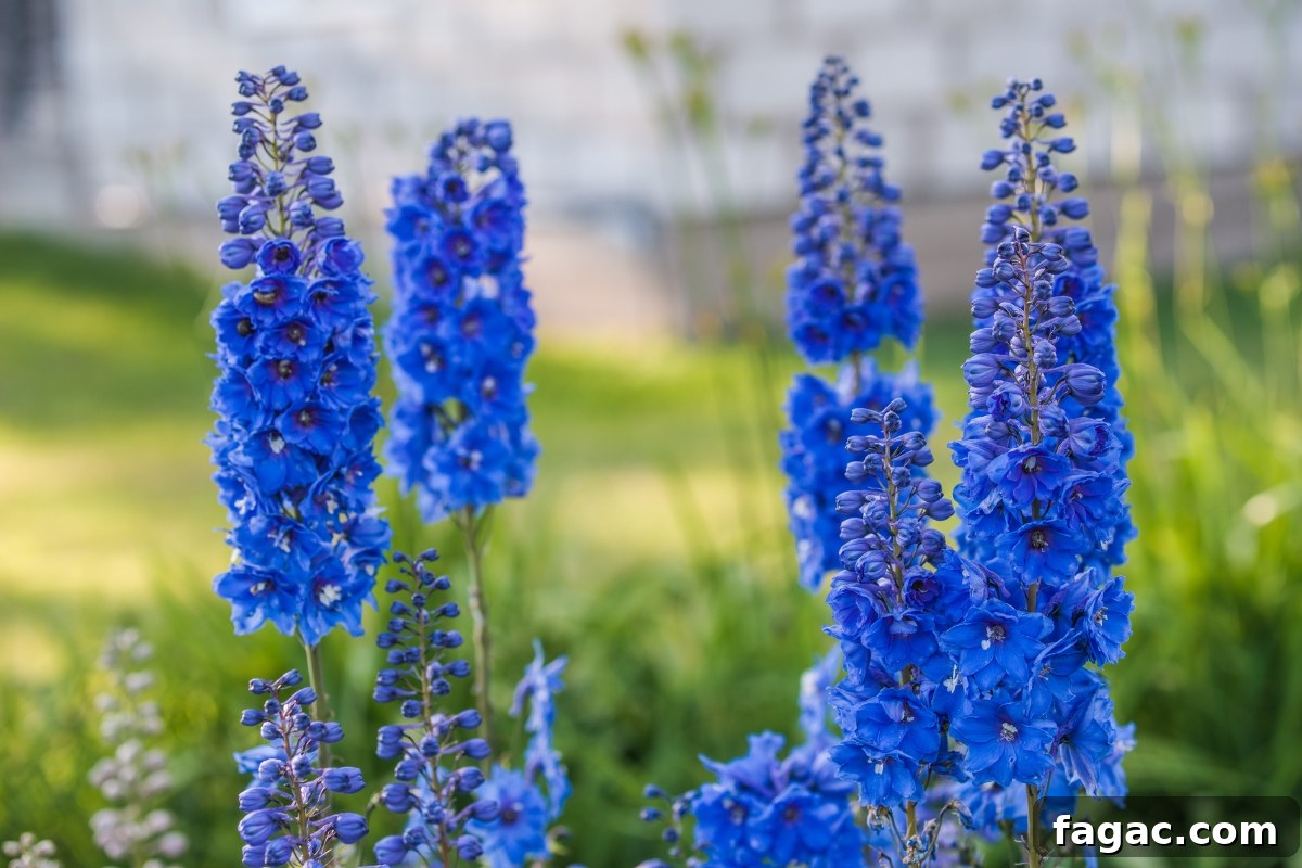 30+ Blue-Flowering Weeds: Identification Guide with Photos 25 Larkspurs (Delphinium sp.)
