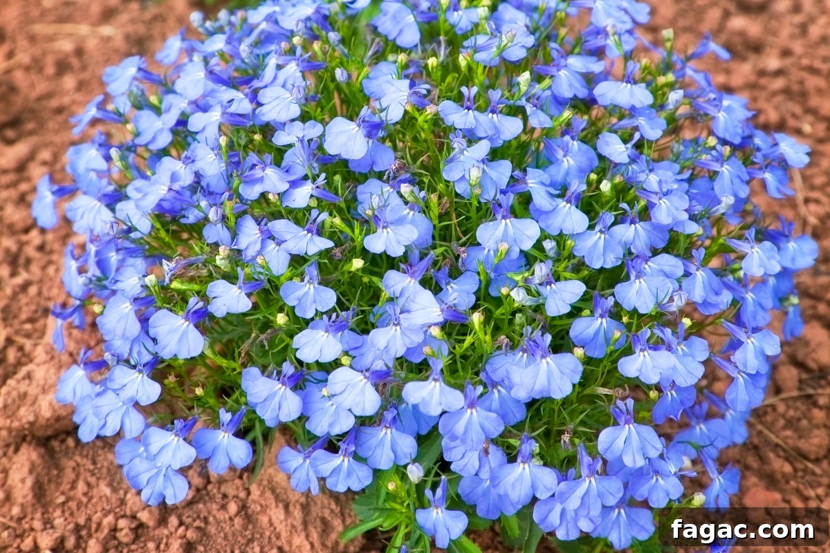 30+ Blue-Flowering Weeds: Identification Guide with Photos 26 Lobelia sp.