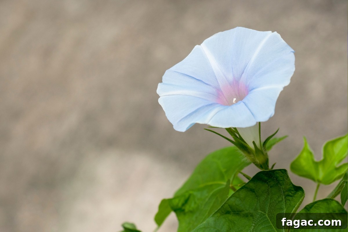 30+ Blue-Flowering Weeds: Identification Guide with Photos 27 Morning Glory (Ipomoea hederacea)