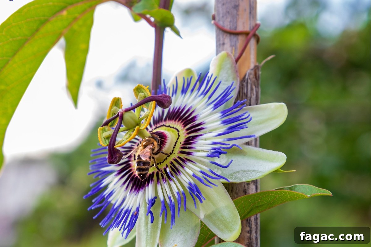 30+ Blue-Flowering Weeds: Identification Guide with Photos 28 Passion Flower (Passiflora incarnata)