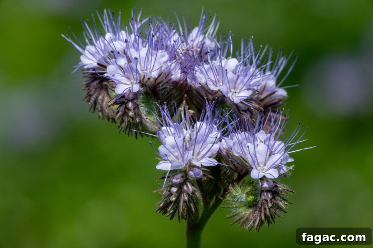 30+ Blue-Flowering Weeds: Identification Guide with Photos 29 Lacy Phacelia (Phacelia tanacetifolia)
