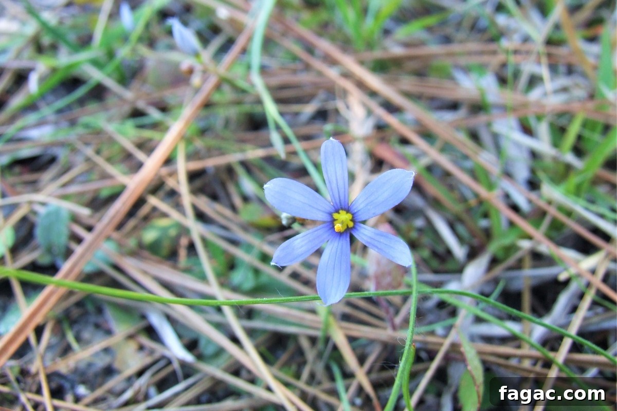 30+ Blue-Flowering Weeds: Identification Guide with Photos 30 Venus’ Looking-glass (Triodanis perfoliata)