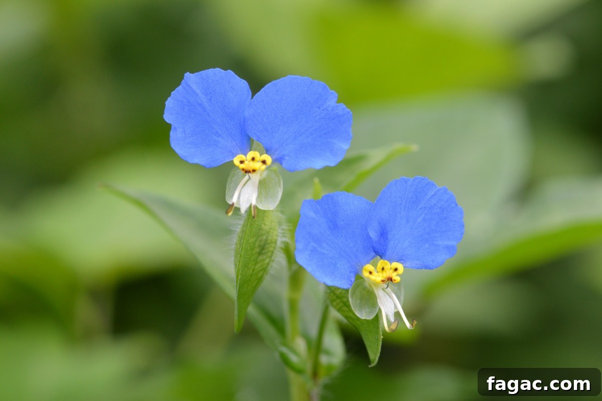 30+ Blue-Flowering Weeds: Identification Guide with Photos 4 Asiatic Dayflower Commelina communis