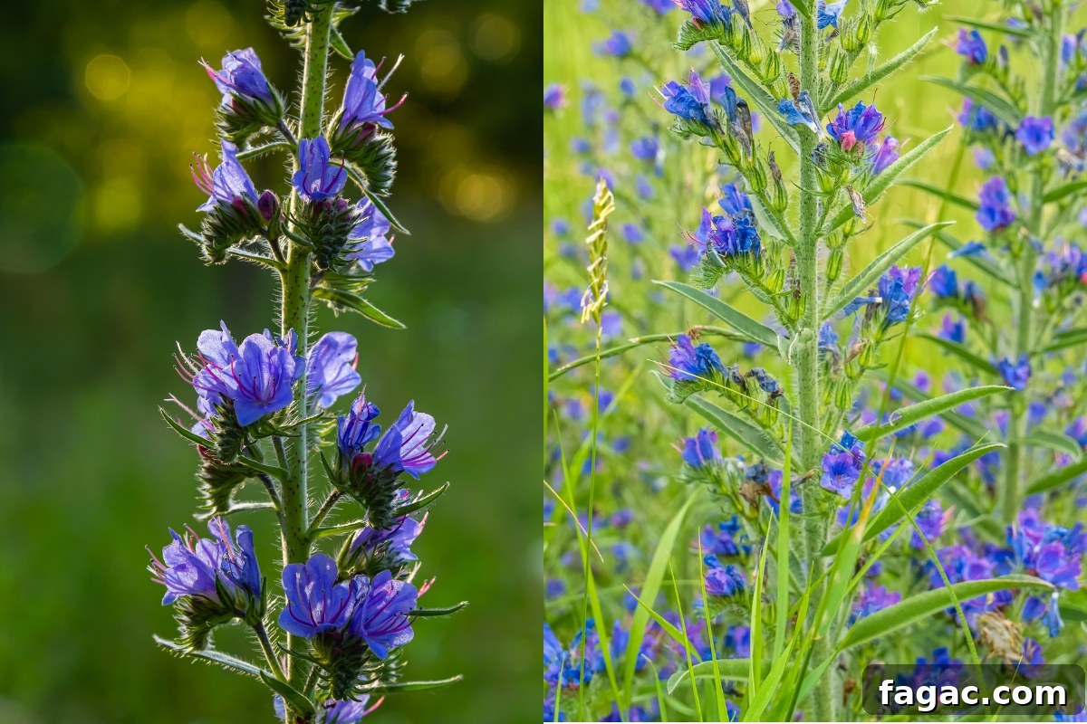 30+ Blue-Flowering Weeds: Identification Guide with Photos 31 Viper’s Bugloss (Echium vulgare)
