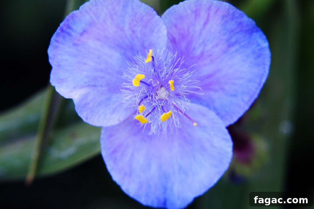 30+ Blue-Flowering Weeds: Identification Guide with Photos 32 Virginia Spiderwort (Tradescantia virginiana)