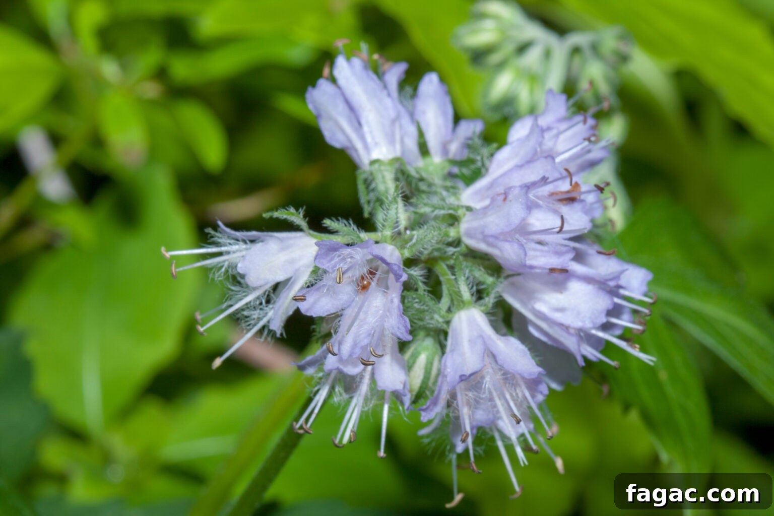 30+ Blue-Flowering Weeds: Identification Guide with Photos 33 Virginia Waterleaf (Hydrophyllum sp.)