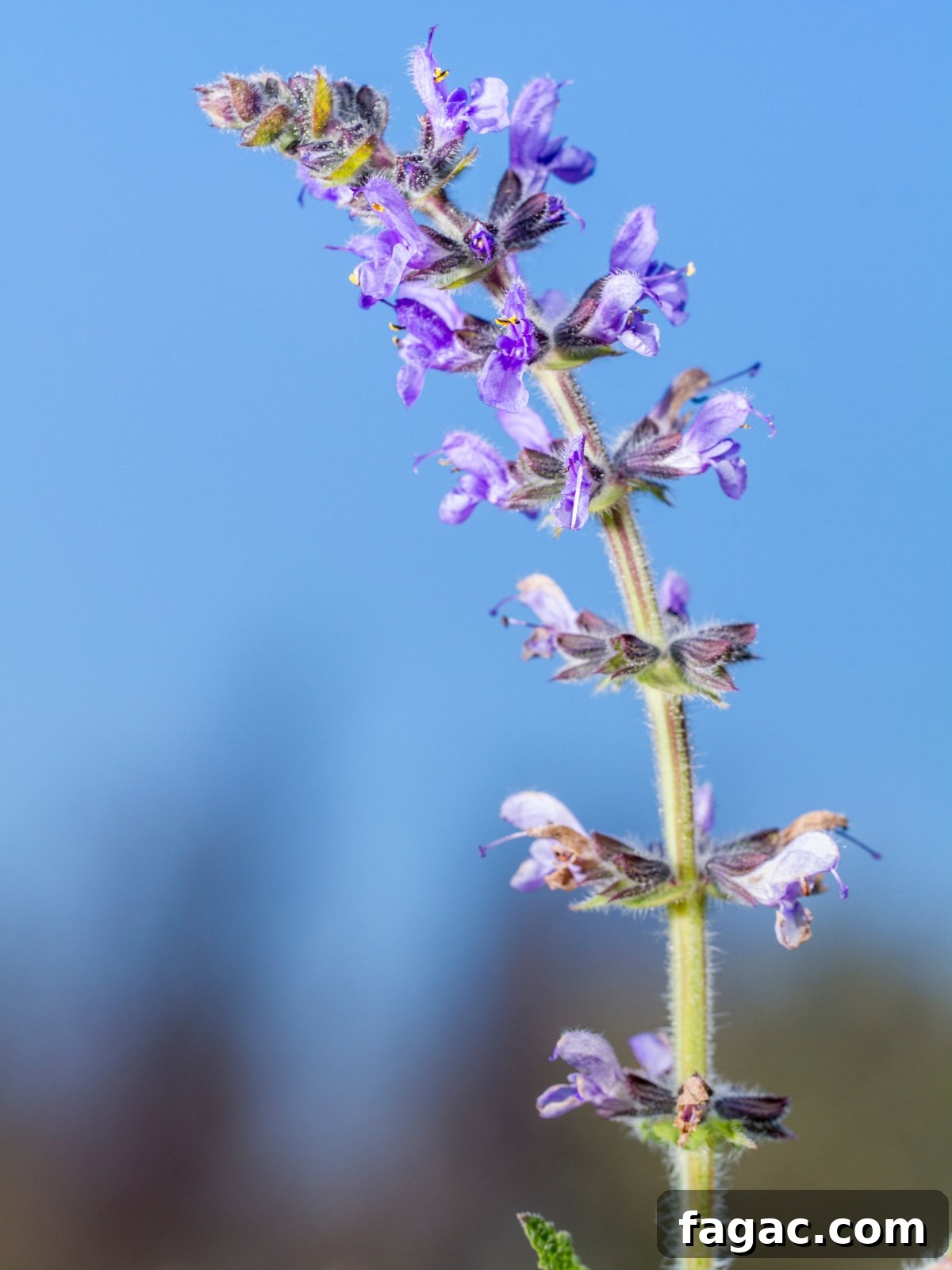 30+ Blue-Flowering Weeds: Identification Guide with Photos 34 Wild Clary (Salvia verbenaca)