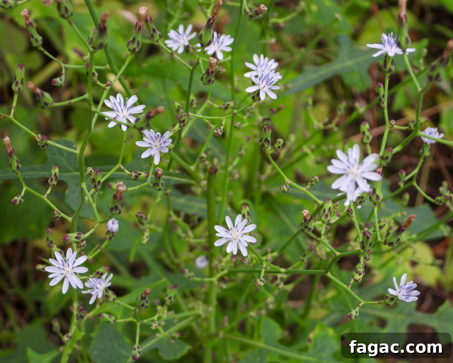30+ Blue-Flowering Weeds: Identification Guide with Photos 35 Woodland Lettuce (Lactuca floridana)