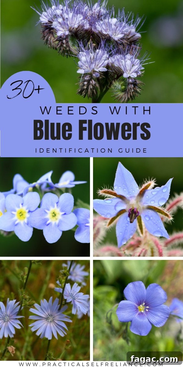 30+ Blue-Flowering Weeds: Identification Guide with Photos 36 Weeds with Blue Flowers Identification Guide