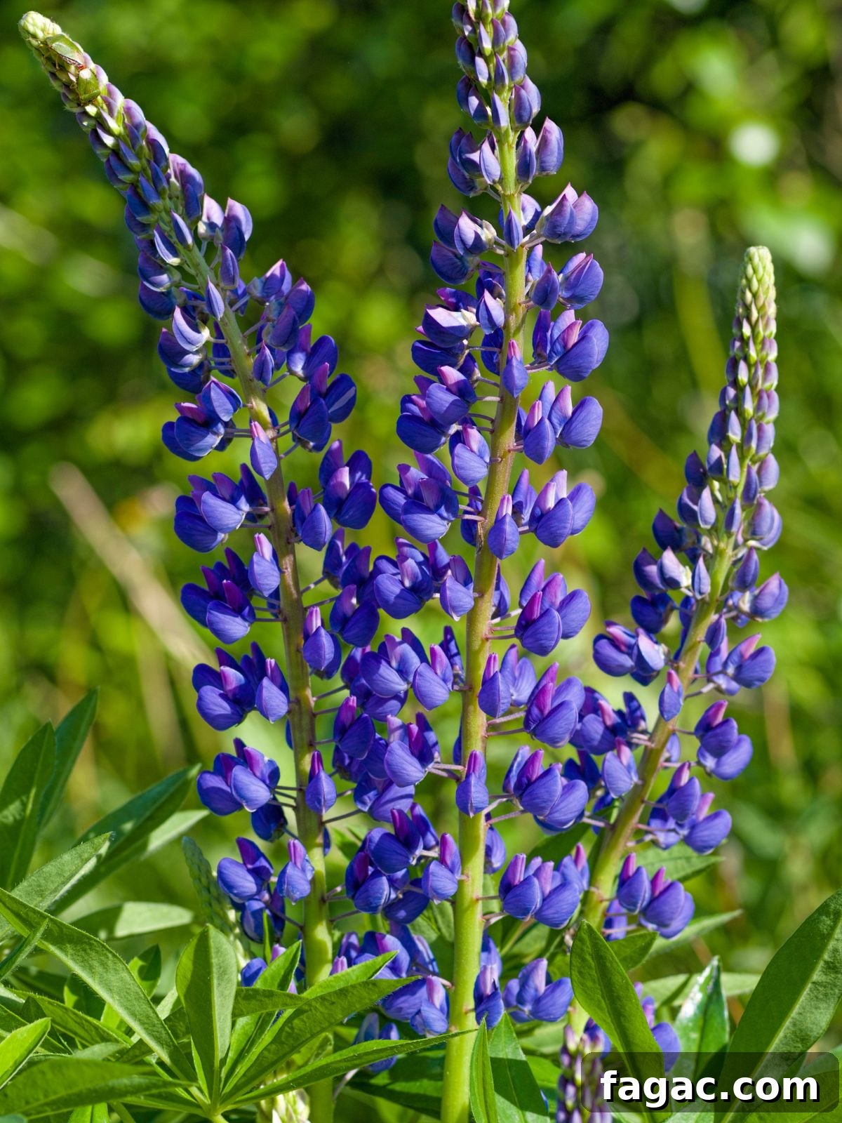 30+ Blue-Flowering Weeds: Identification Guide with Photos 5 Bigleaf Lupine Lupinus polyphyllus