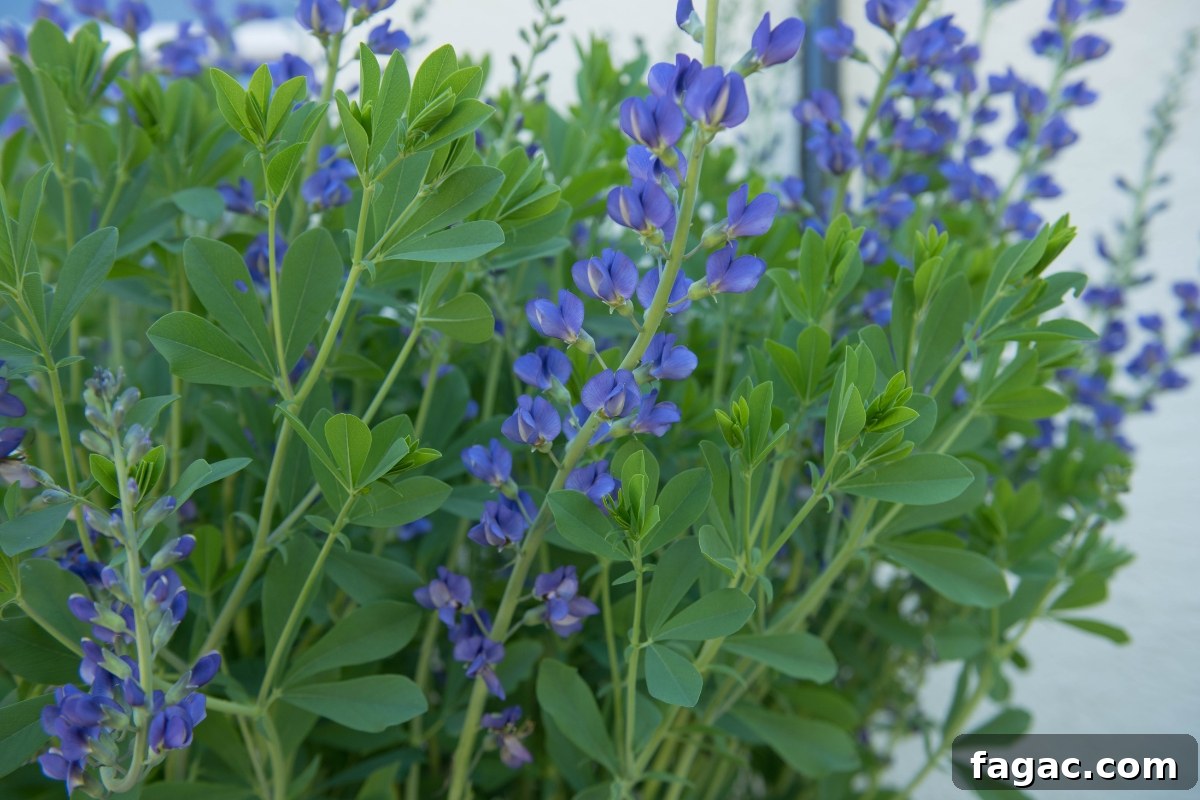 30+ Blue-Flowering Weeds: Identification Guide with Photos 6 Blue False Indigo (Baptisia australis)