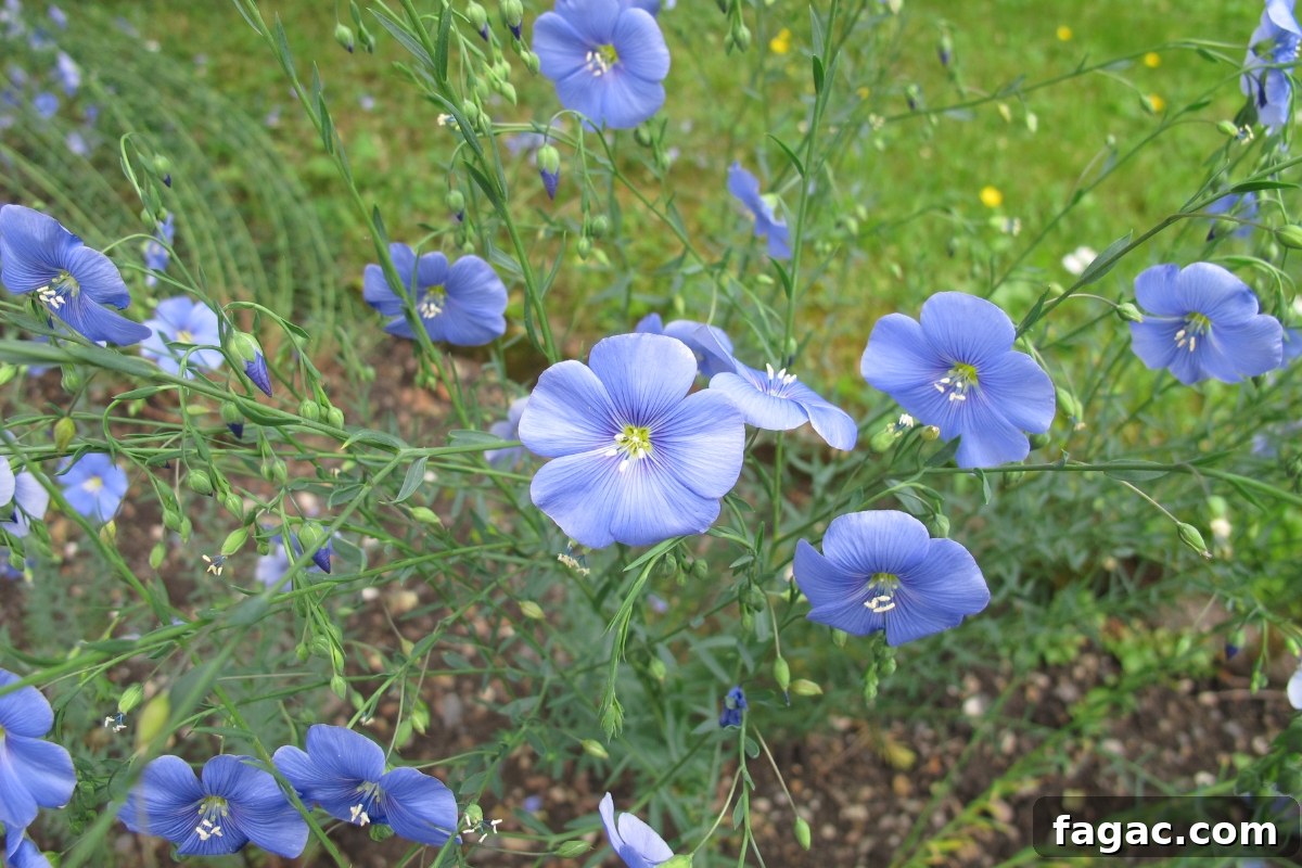 30+ Blue-Flowering Weeds: Identification Guide with Photos 7 Blue Flax (Linum perenne)