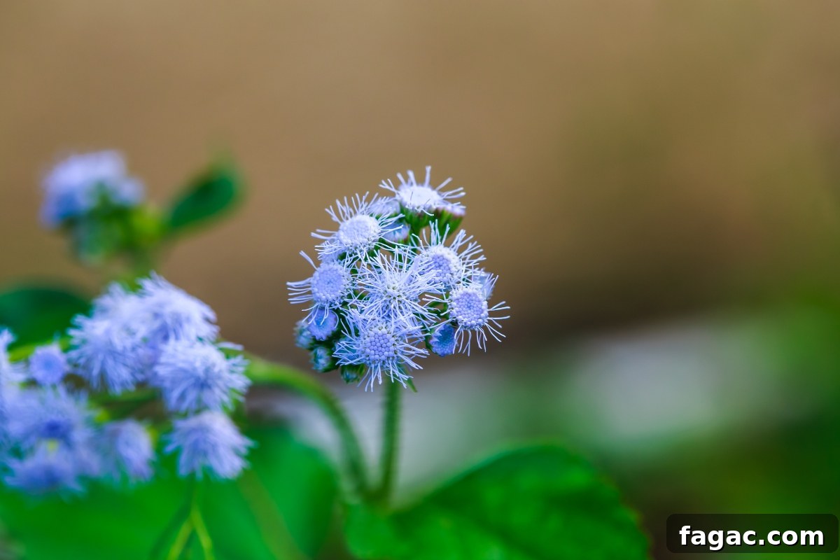 30+ Blue-Flowering Weeds: Identification Guide with Photos 8 Blue Mistflower (Conoclinium coelestinum)