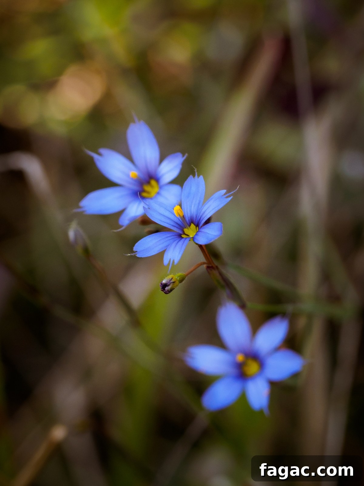 30+ Blue-Flowering Weeds: Identification Guide with Photos 9 Blue Eyed Grass (Sisyrinchium sp.)
