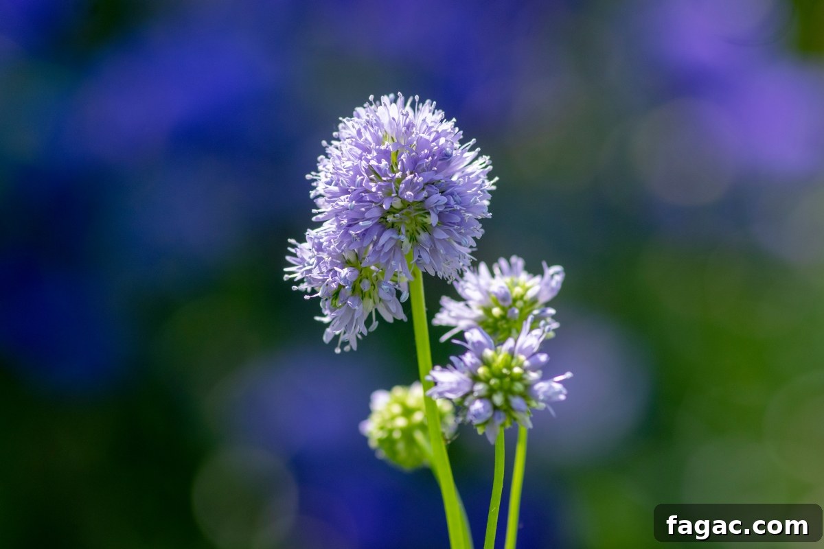 30+ Blue-Flowering Weeds: Identification Guide with Photos 10 Blue Eyed Gilia (Gilia capitata)