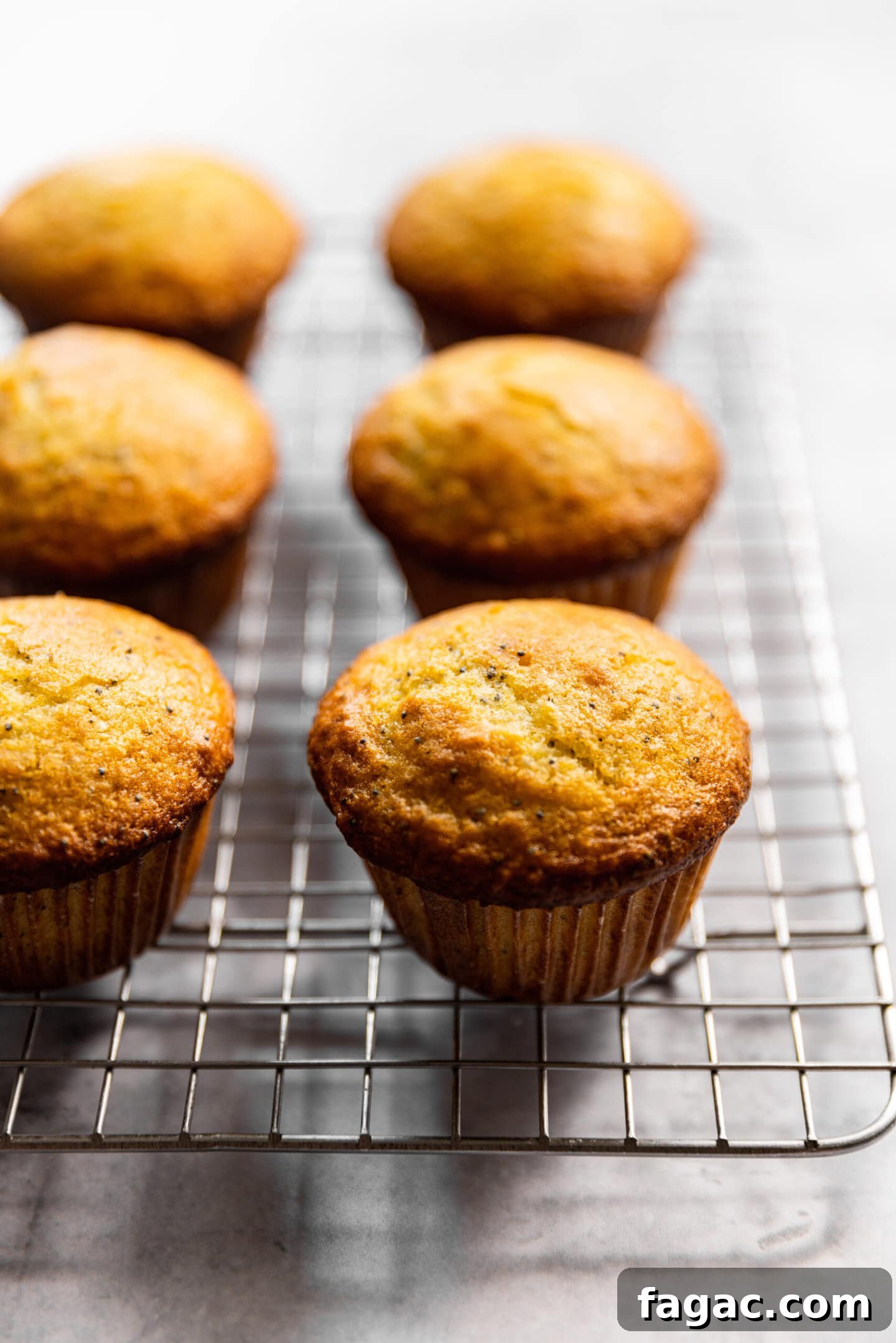 Lemon poppy seed muffins on a cooling rack with no glaze.