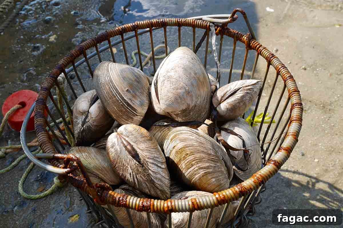 Classic New England Clam Chowder Recipe – Creamy & Authentic 3 Basket of quahogs