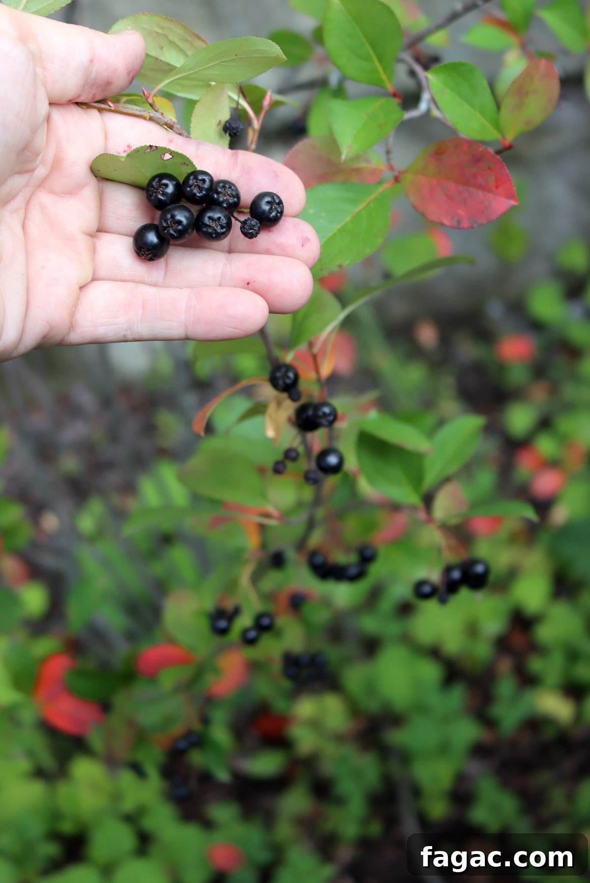 Aronia (Chokeberry) Wine and Mead Recipes 4 Aronia Fruit ID