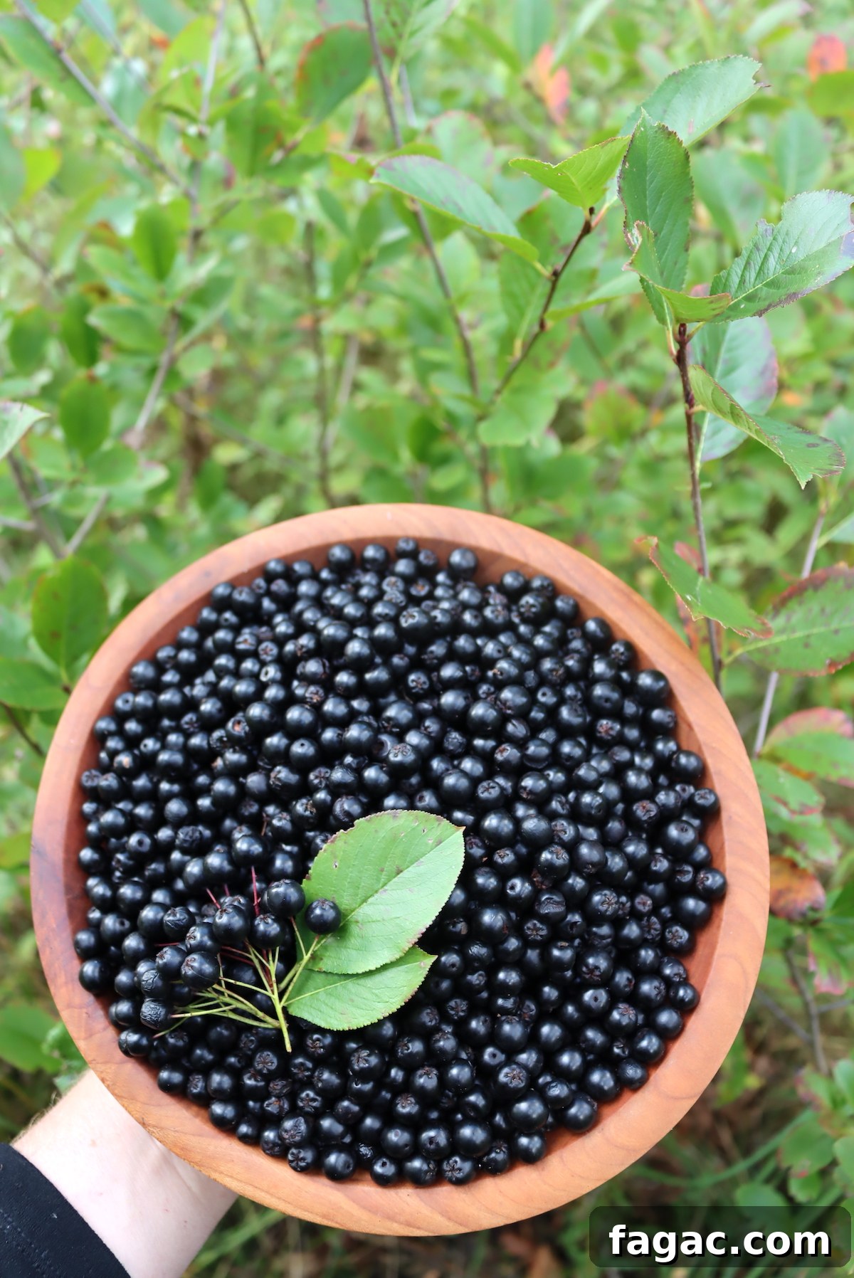 Aronia (Chokeberry) Wine and Mead Recipes 5 Aronia Fruit Harvest